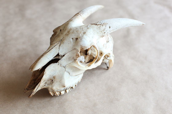 DIY: Here's How To Clean Animal Bones So You Can Use Them As Decor –  Melodrama