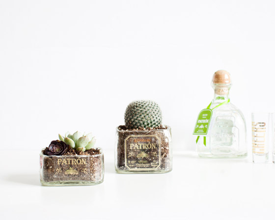 Succulent planters made out of Patron bottles for #ArtofPatron bottle art contest