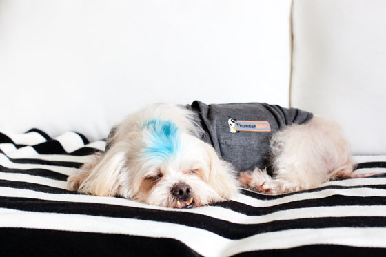 Thundershirt helps dog insomnia
