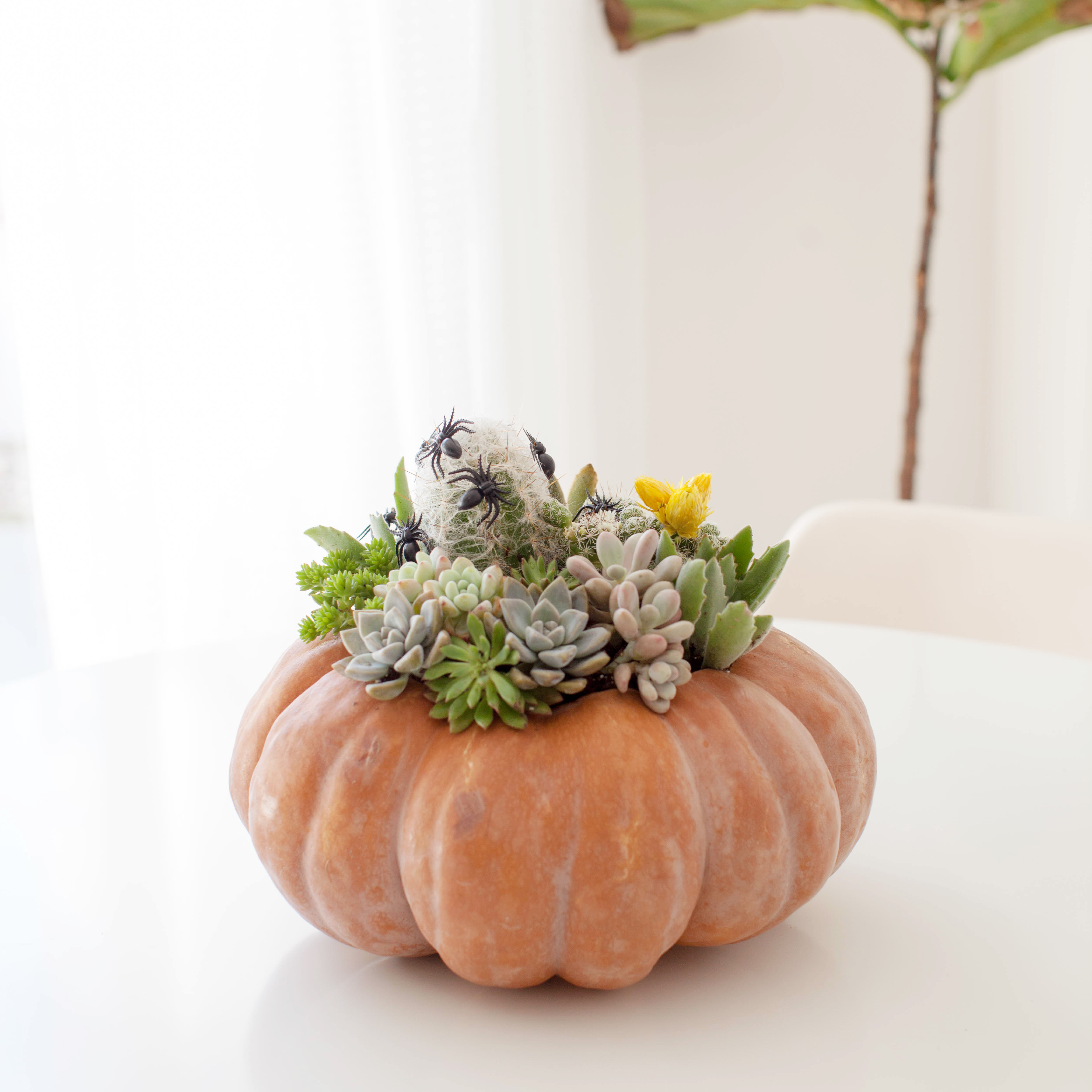 Cinderella Succulent and Cacti Planter for fall