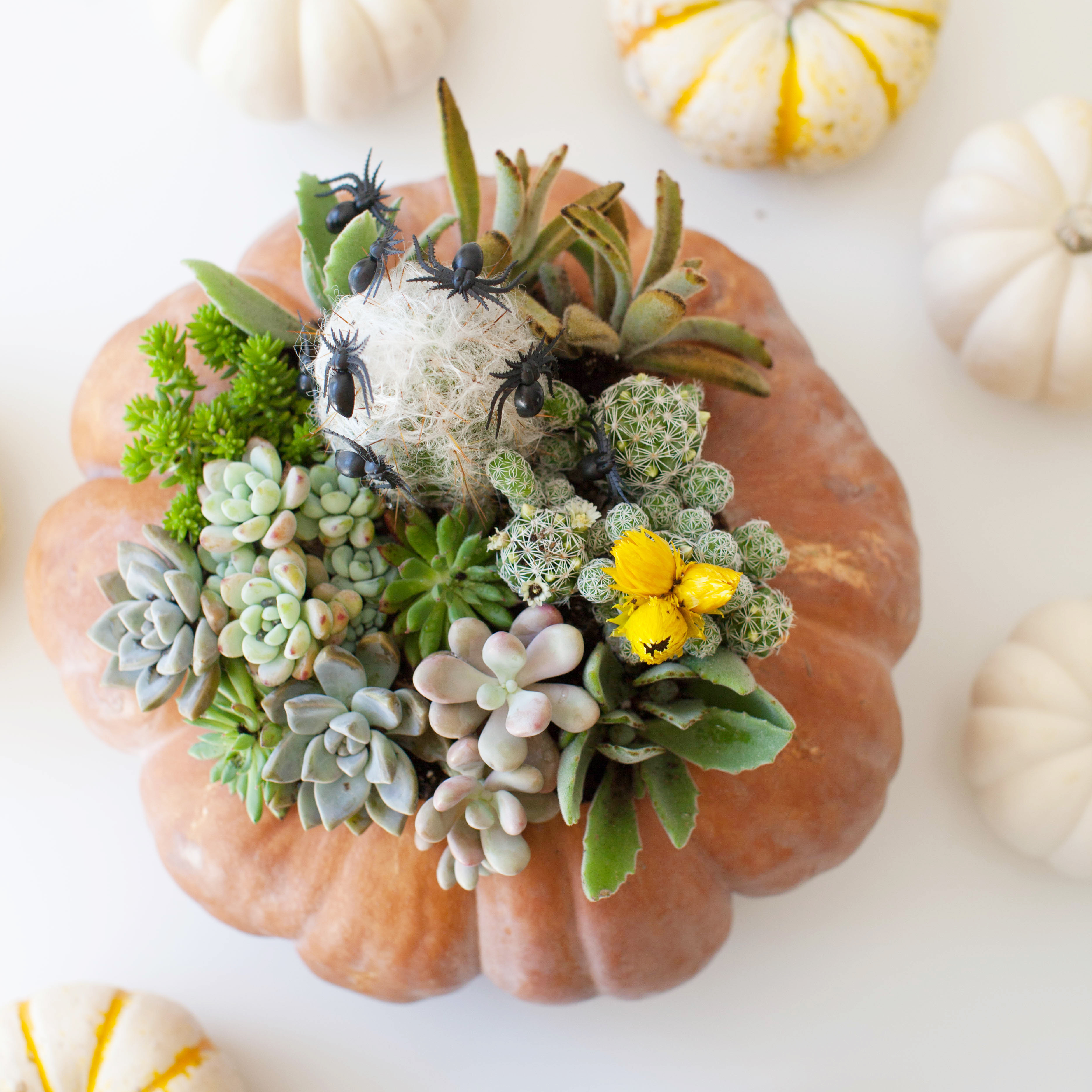 Use a pumpkin as a planter for succulents and cacti.jpg